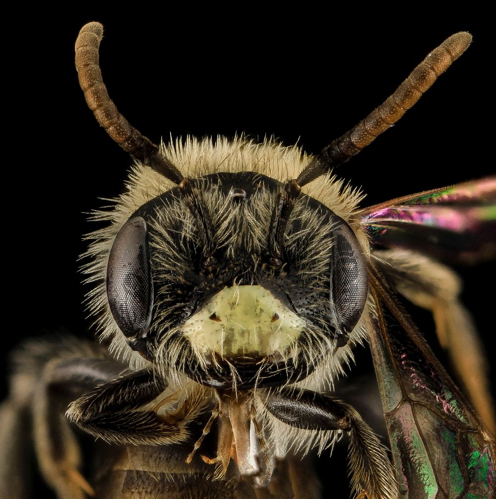 Andrena ziziaformis, M, Face, VA, Giles County