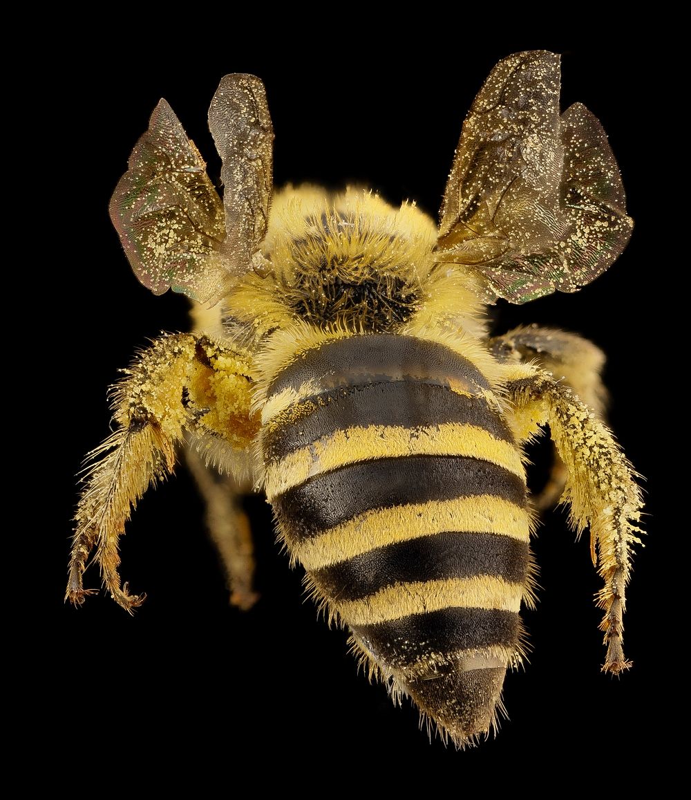 Colletes hederae, f, country unk, angle