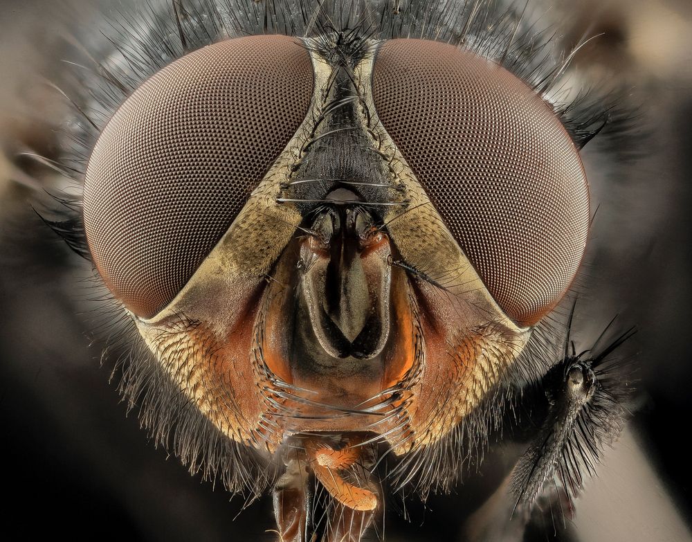 Calliphora vicina, u, Face, DC