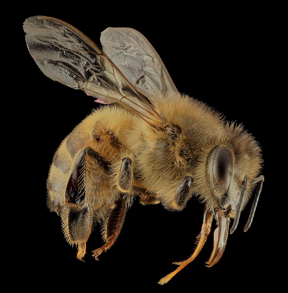 Honey bee, f, side, DC