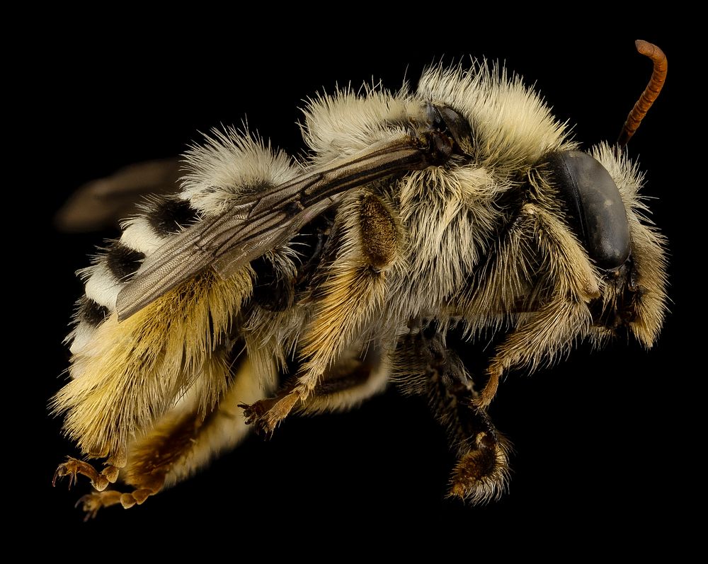 Bee eucerine, f, chile, angle