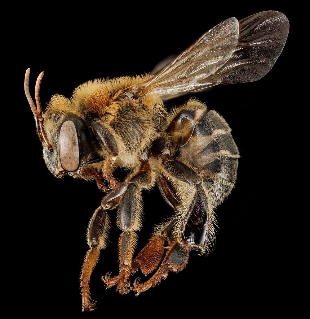 Stingless bee 3, f, side, peru