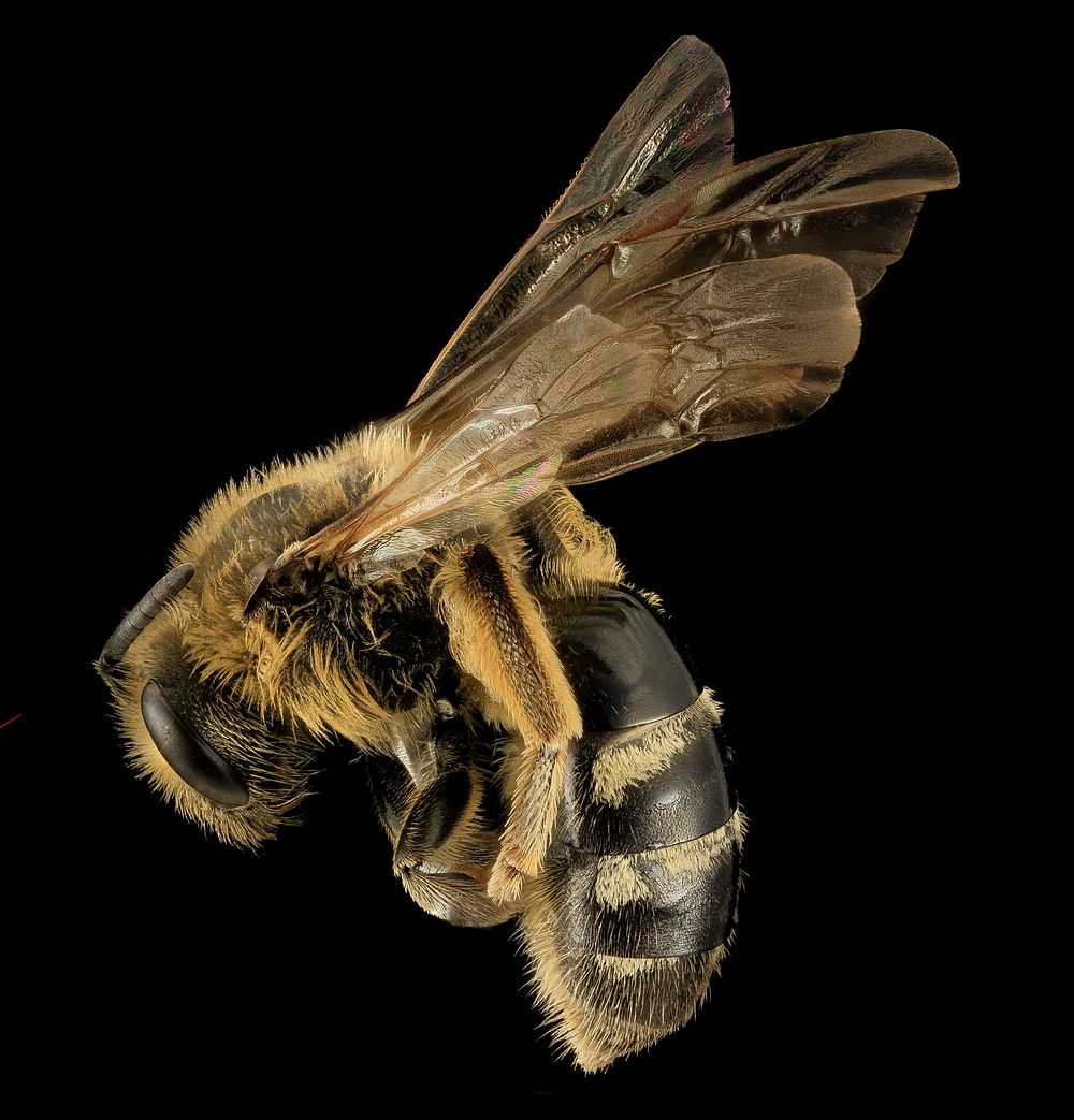 Lasioglossum pacificum, F, Side, WA, San Juan County