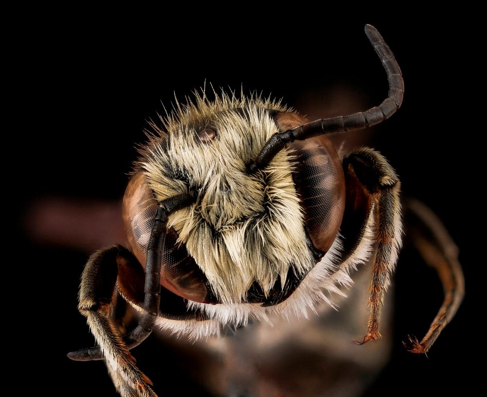 Megachile apicalis, male, face