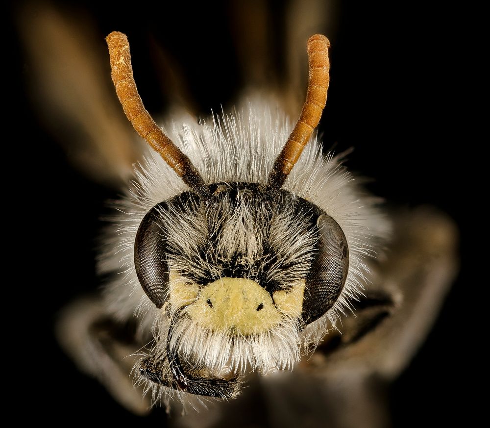 Andrena wellesleyana, m, face, Middlesex Co, MA
