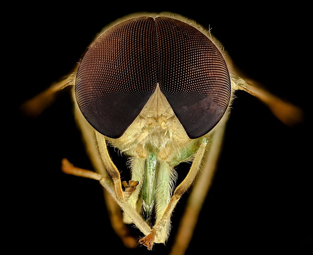 Chlorotabanus crepuscularis, Green Horse Fly, Duck, NC