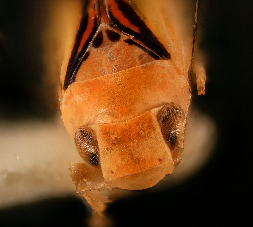 Coelidiana undata, m, brazil