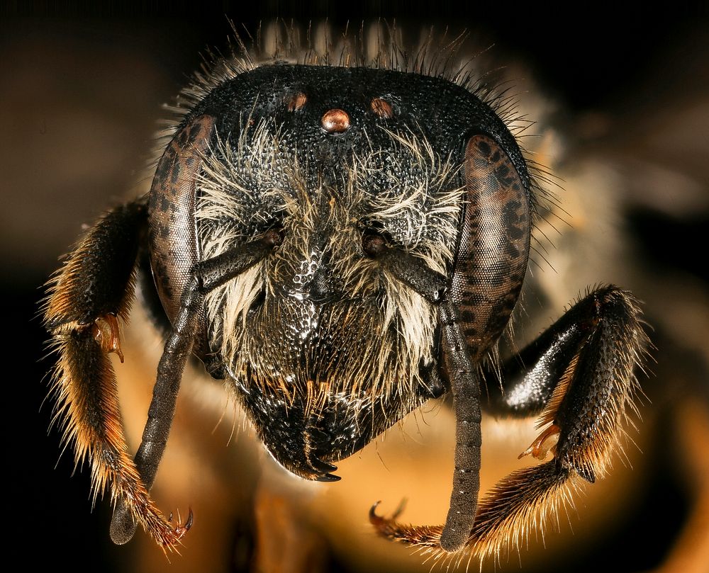 Megachile relativa, 420668, Garett co, Face