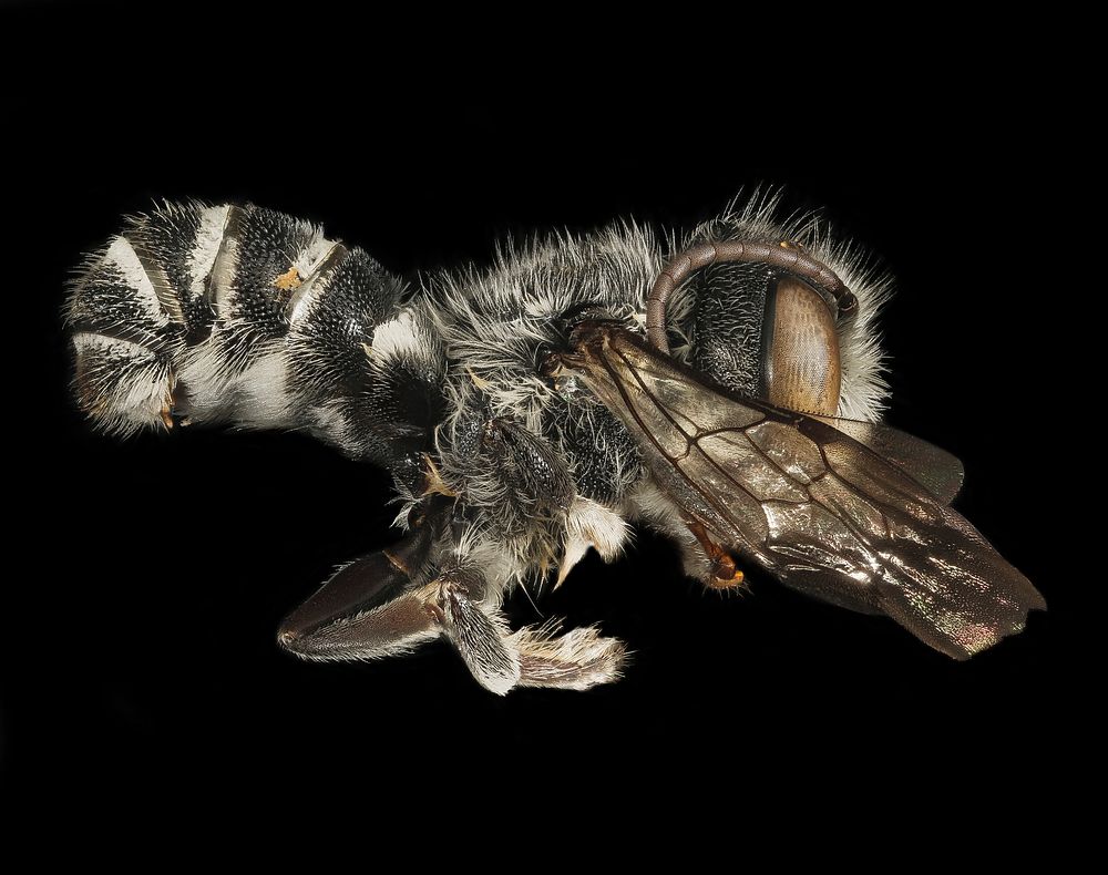 Megachile exilis, m, side, Pr. George's Co., MD