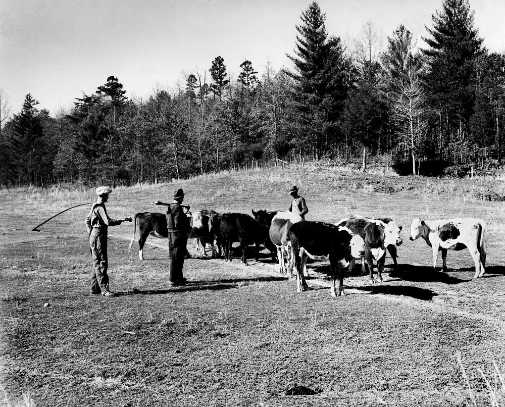 Cattle Farmers Pre Oak Ridge 1939