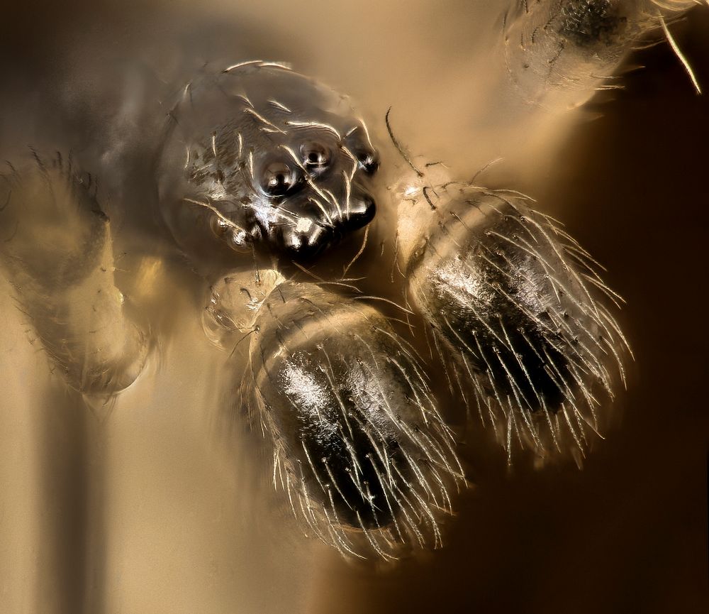 Spider small, beltsville, md