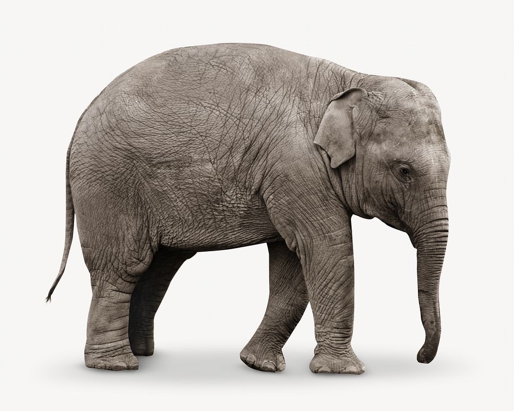 Baby elephant, isolated wild animal image