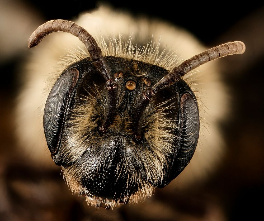 Andrena vicina, f, face, Hardy Co., WV