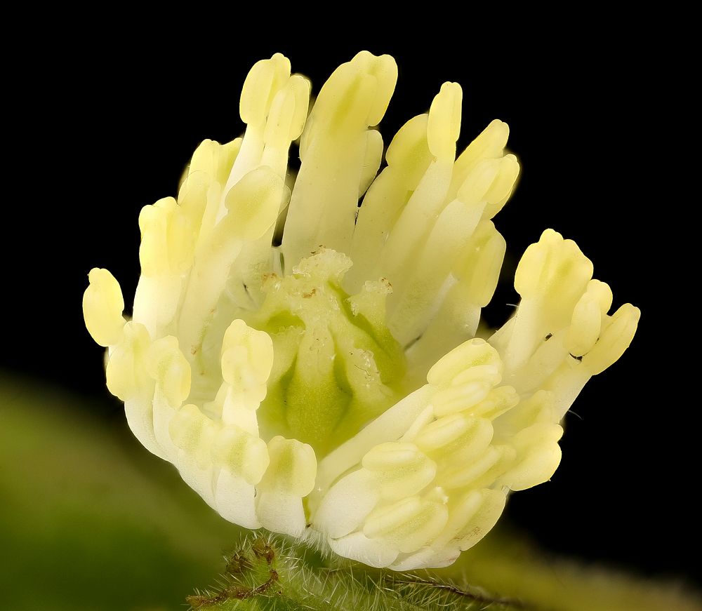 Hydrastis canadensis 2, Goldenseal flower, Howard County, MD, Helen Lowe Metzman