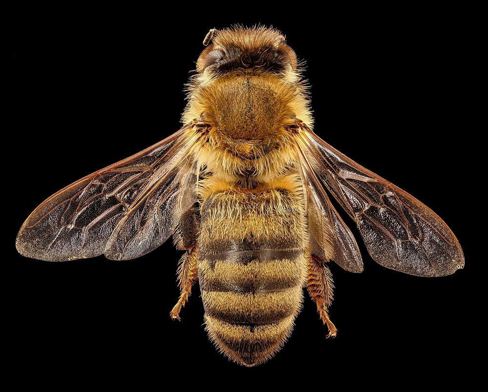 Apis mellifera, dark body, back, beltsville, md