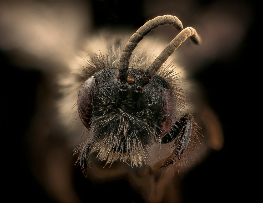 Andrena vanduzeei, m, face, Mariposa, CA