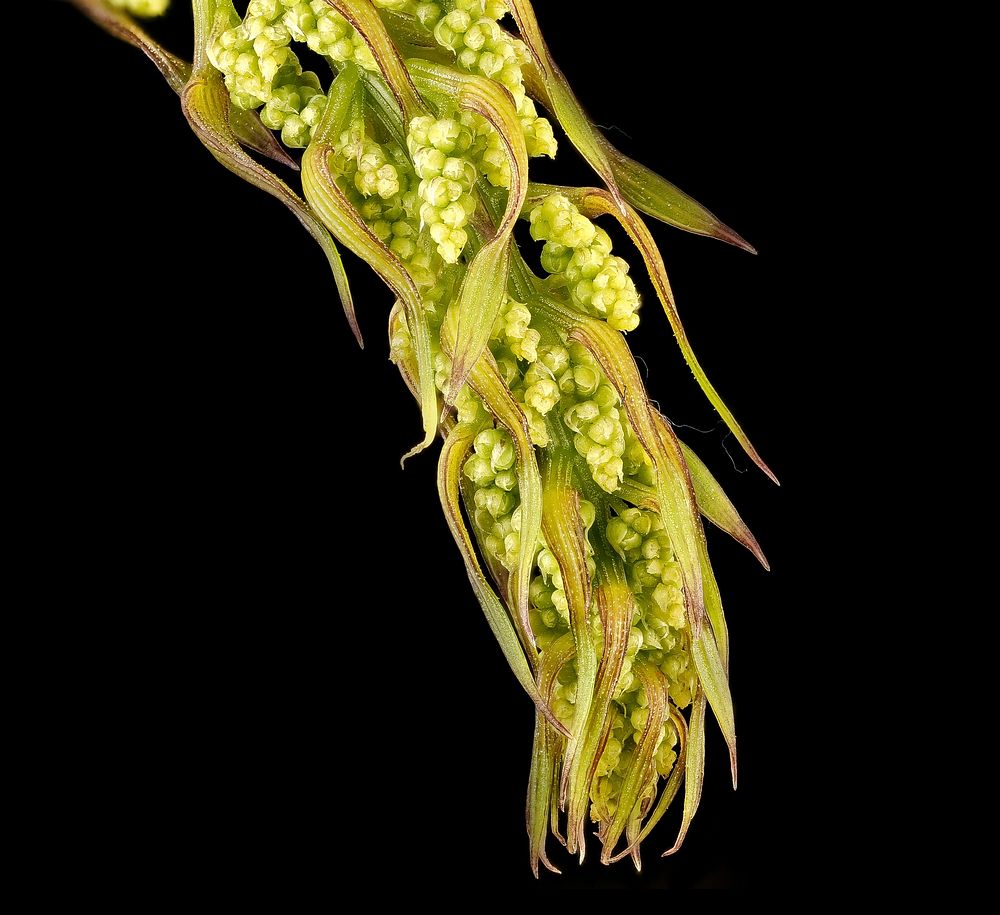 Dioscorea villosa, Wild Yam, pistillate inflorescences in bud 2, Howard County, MD, HeLoMetz