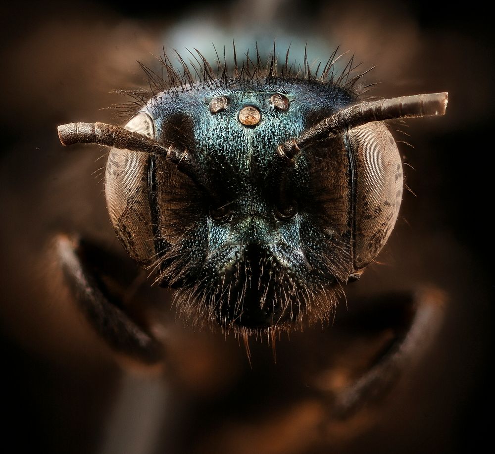 Andrena chapmanae, f, face, Yosemite Nat Park