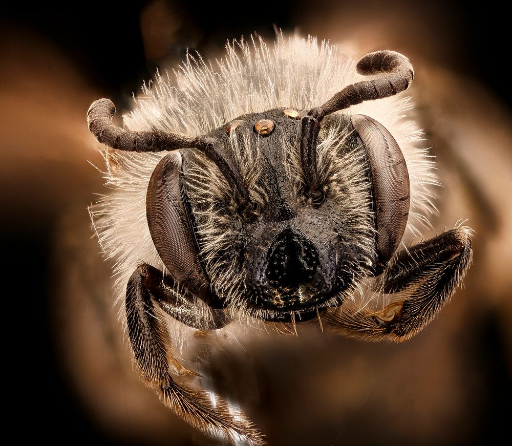 Andrena, miserabilis, f, face, Maryland, P.G
