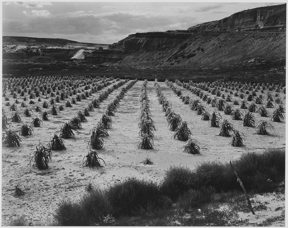 Looking across rows of corn, cliff in background, "Corn Field, Indian Farm near Tuba City, Arizona, in Rain, 1941."…