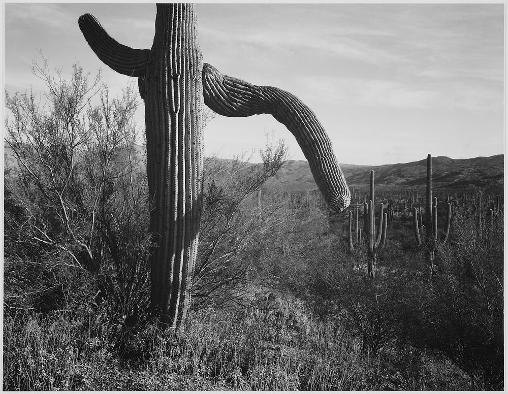 Cactus at left and surroundings, "Saguaro National Monument," Arizona. Photographer: Adams, Ansel, 1902-1984. Original…