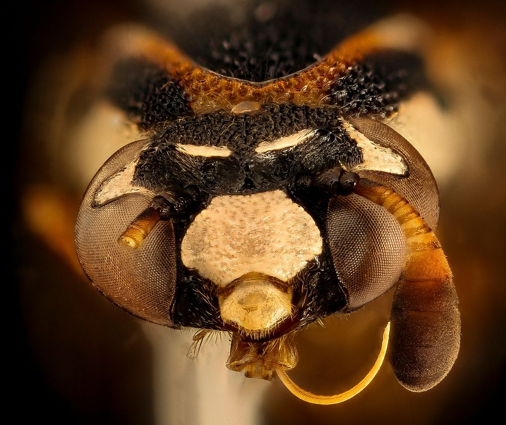 Wasp, m, face, Kruger National Park, South Africa Mpumalanga