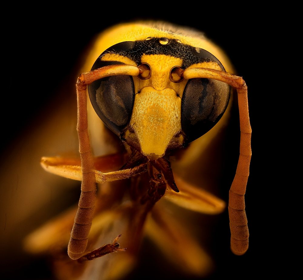 Yellow wasp, m, face, Kruger National Park, South Africa Mpumalanga