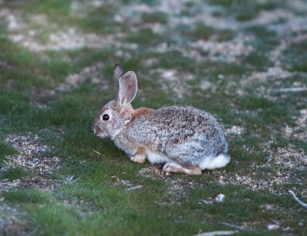 RabbitNPS/ Shay Spatz.