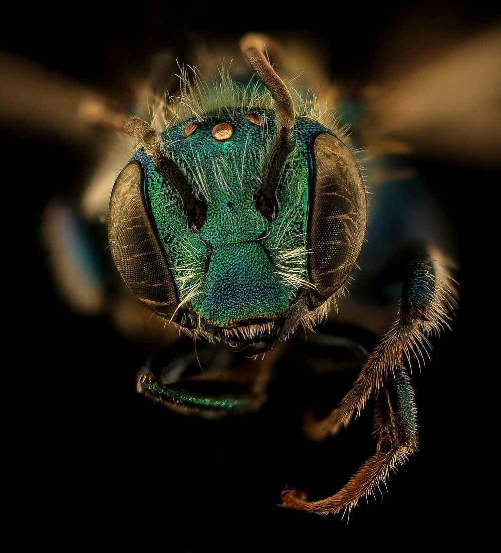 Osmia illinoensis, m, face, Rockingham | Free Photo - rawpixel