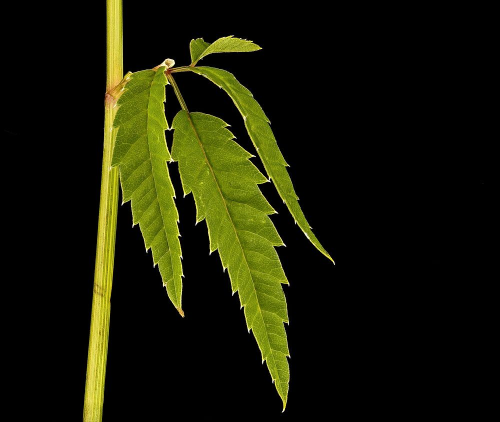 Cicuta maculata upper stem leaf, Water Hemlock, Howard County, Md, Helen Lowe Metzman