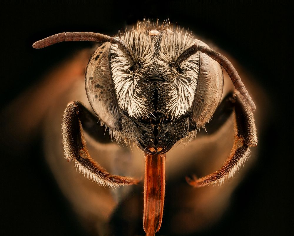 Megachile apicalis, f, face, Yolo Co., CA
