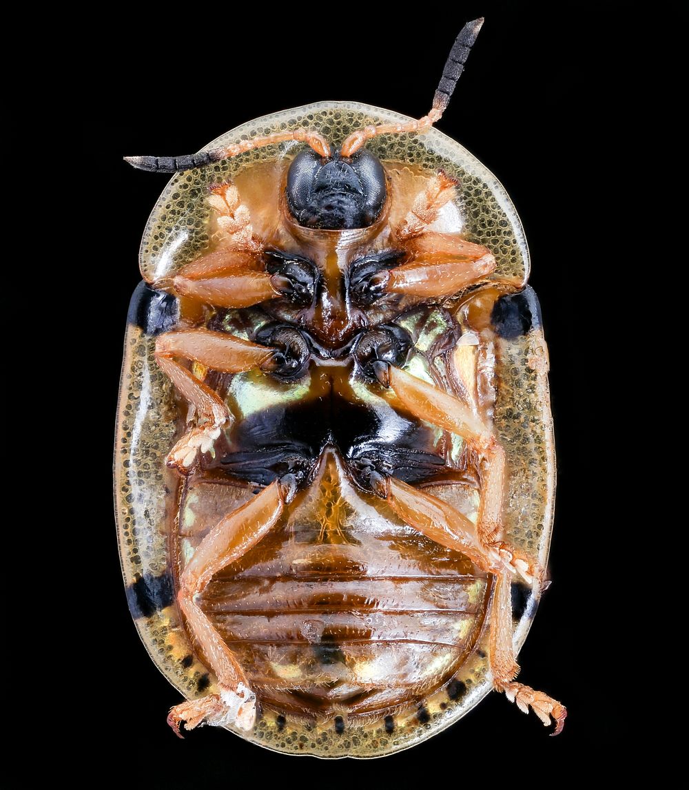 Gold beetle, u, front, South Africa
