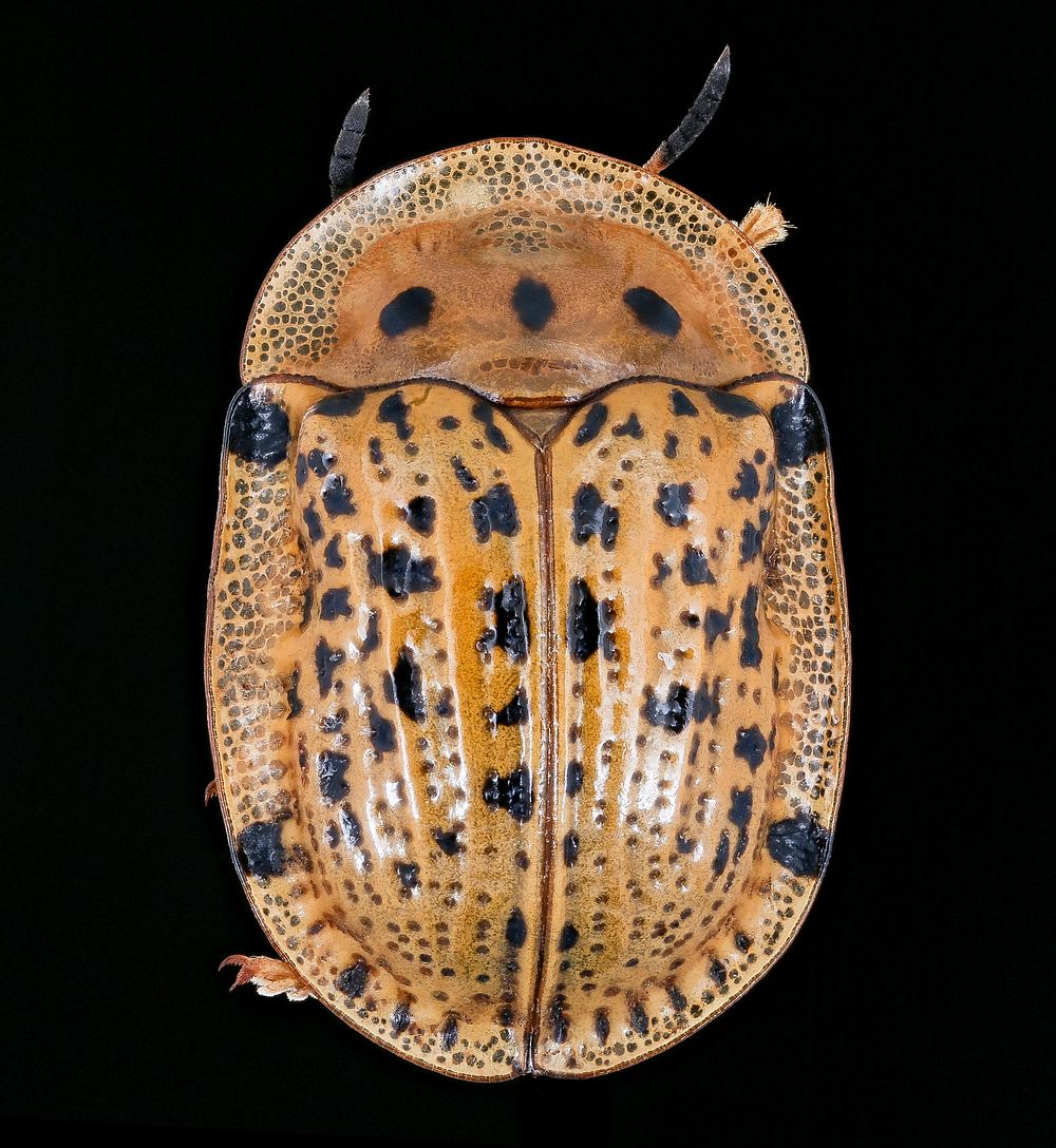 Gold beetle, u, back, South Africa
