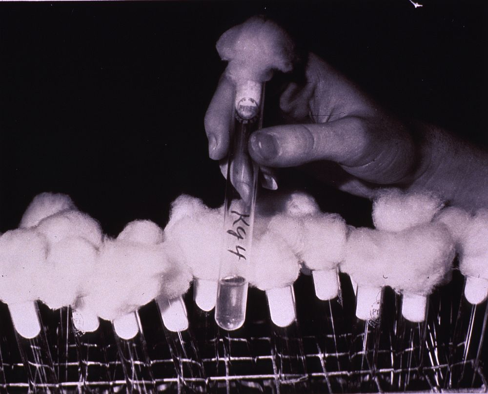 Cold virus research: Test Tubes. Original public domain image from Flickr