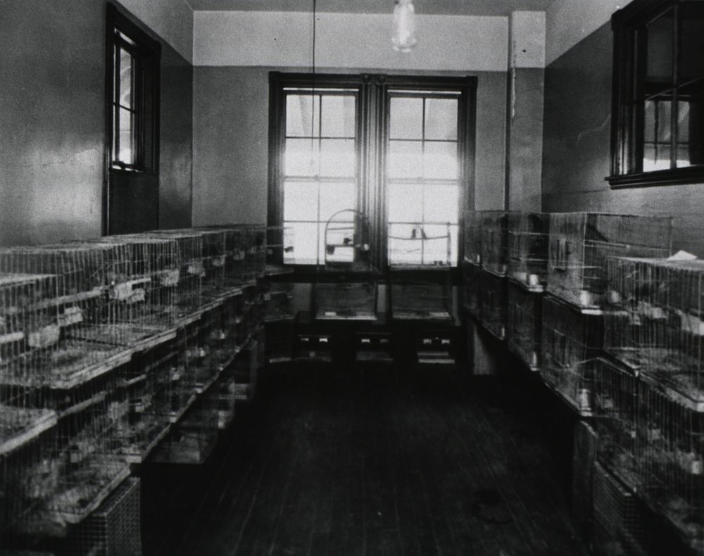 Parrots in detention at a San Francisco quarantine station. Interior view of a room with parrot cages stacked along the…