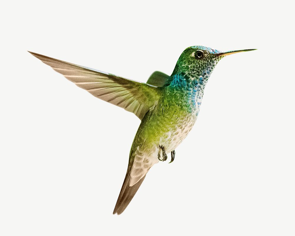 Green hummingbird, animal collage element psd