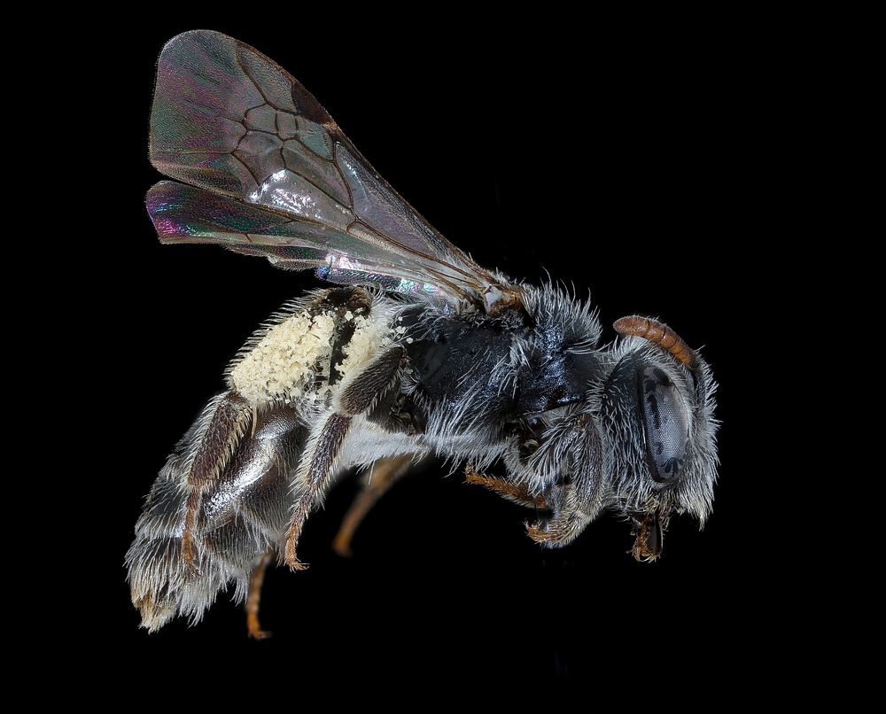 Andrena ziziae, f, right, Iowa