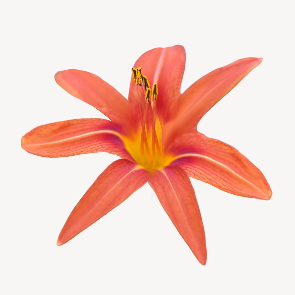 Orange beautiful lily  isolated image on white