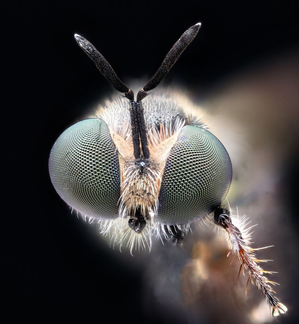 Small fly, face