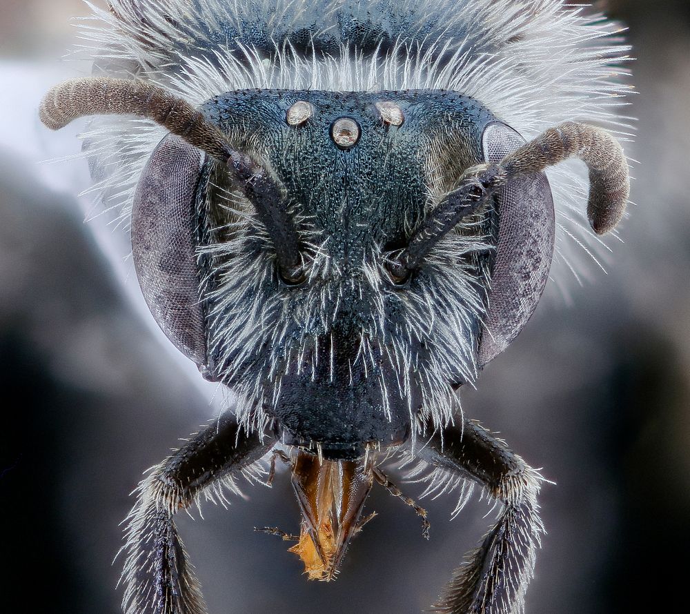 Andrena polemonii, f, face, New Castle co., Delaware