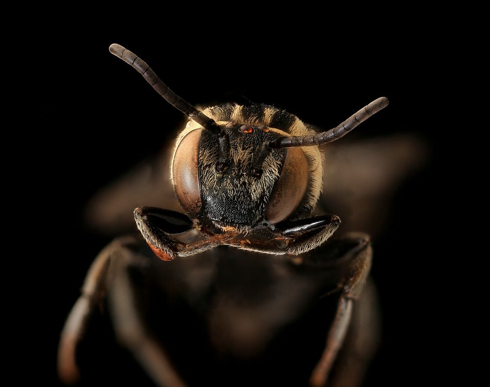 Triepeolus melanarius, f, face, Yolo CA