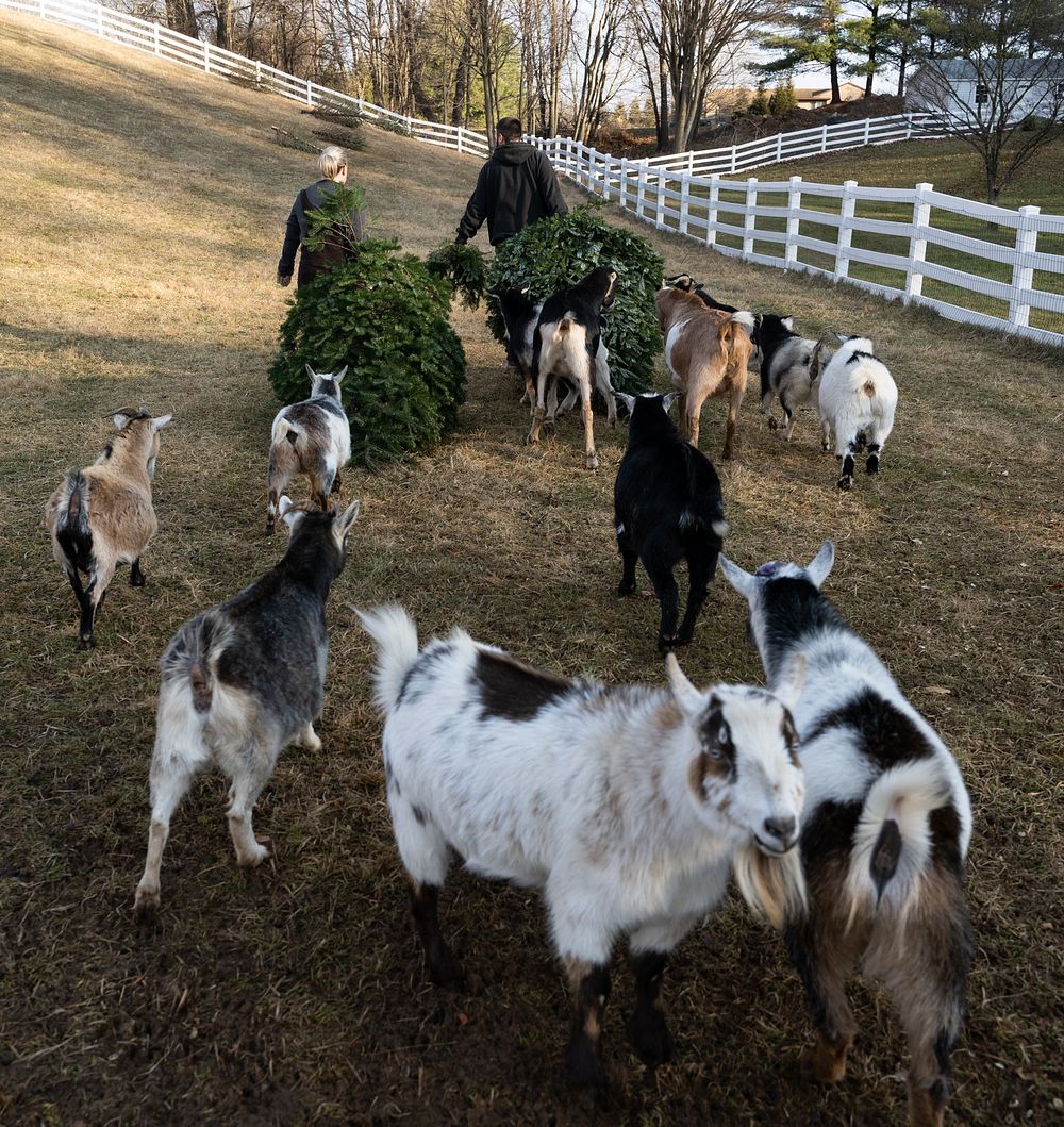 Missy and David Saul, owner of Farm Sweet Farm, pull donated Christmas to feed their rescued goats in Mount Airy, Maryland…