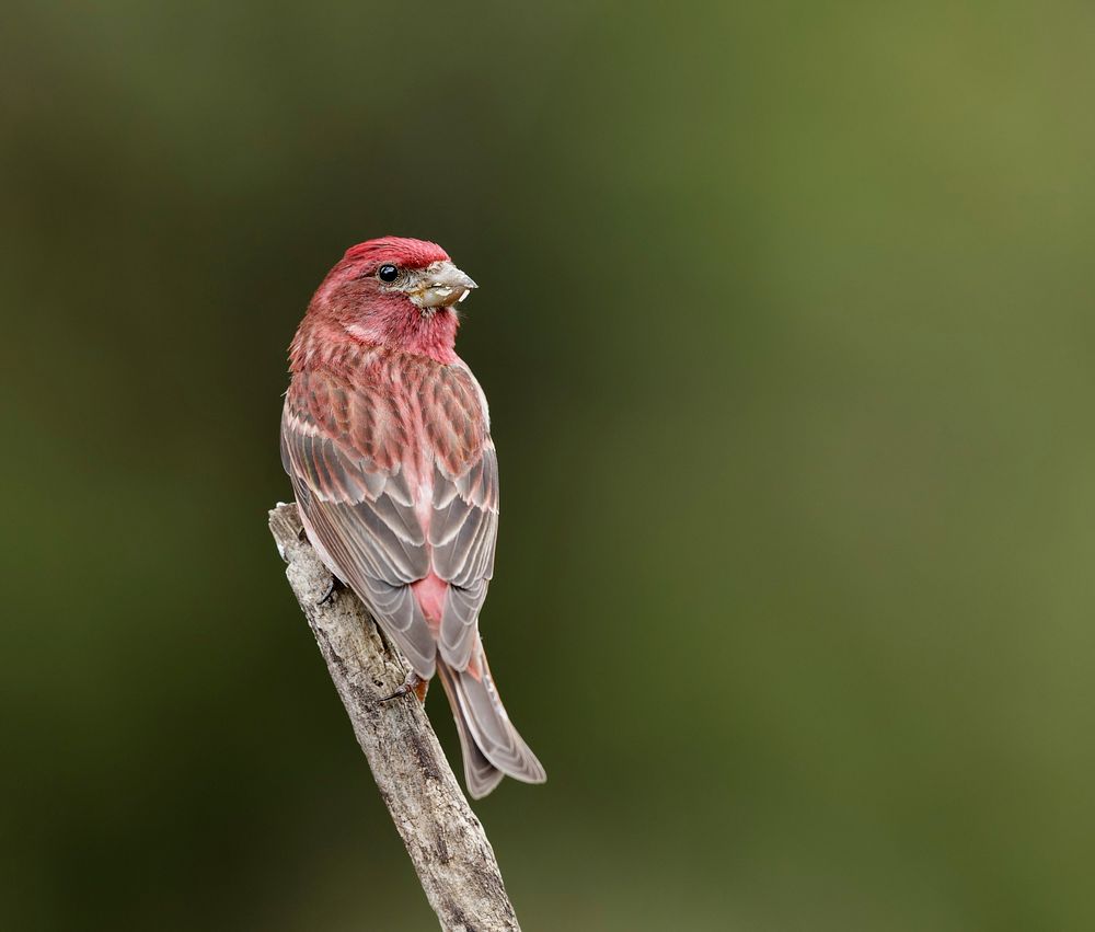 Male Purple Finch, wild bird.