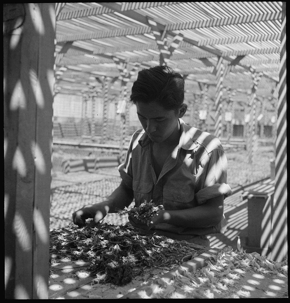 Manzanar Relocation Center, Manzanar, California. An evacuee is shown in the lath house sorting seedlings for transplanting.…