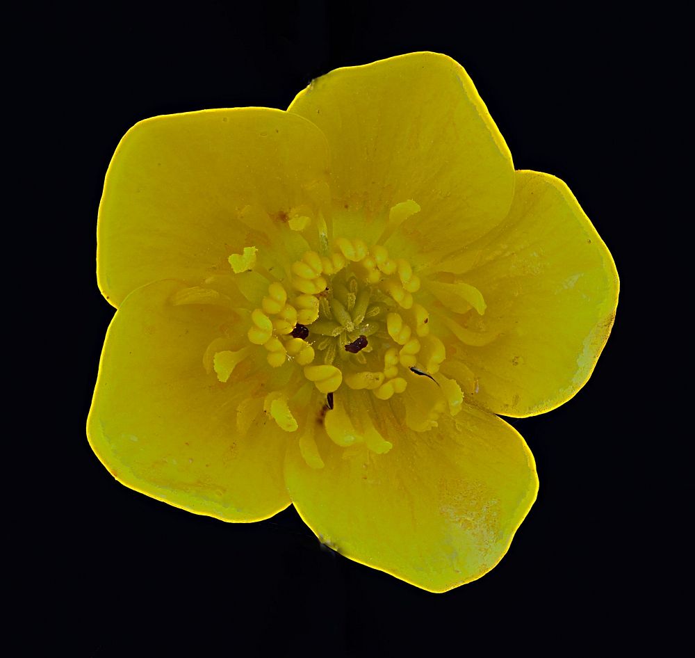 Ranunculus species. Original public domain image from Flickr
