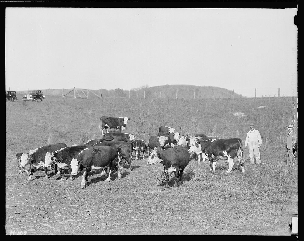 A few of the fine Hereford cattle belonging to Sherman Stiner, a progressive farmer on Lead Mine Bend, Union County…