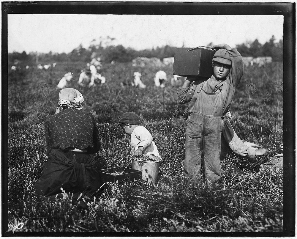 Jim Waldine, 6 years old, been picking cranberries 2 years, September 1910. Photographer: Hine, Lewis. Original public…