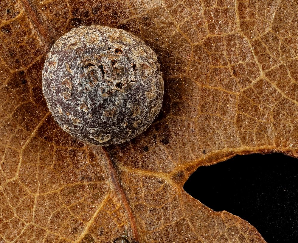 Pin oak gall, U, back, Upper Marlboro, MD