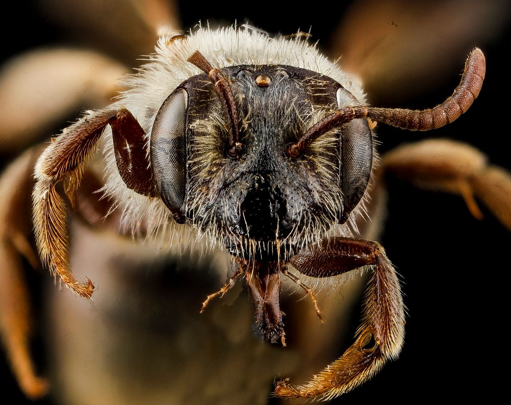 Andrena uvulariae, F, face