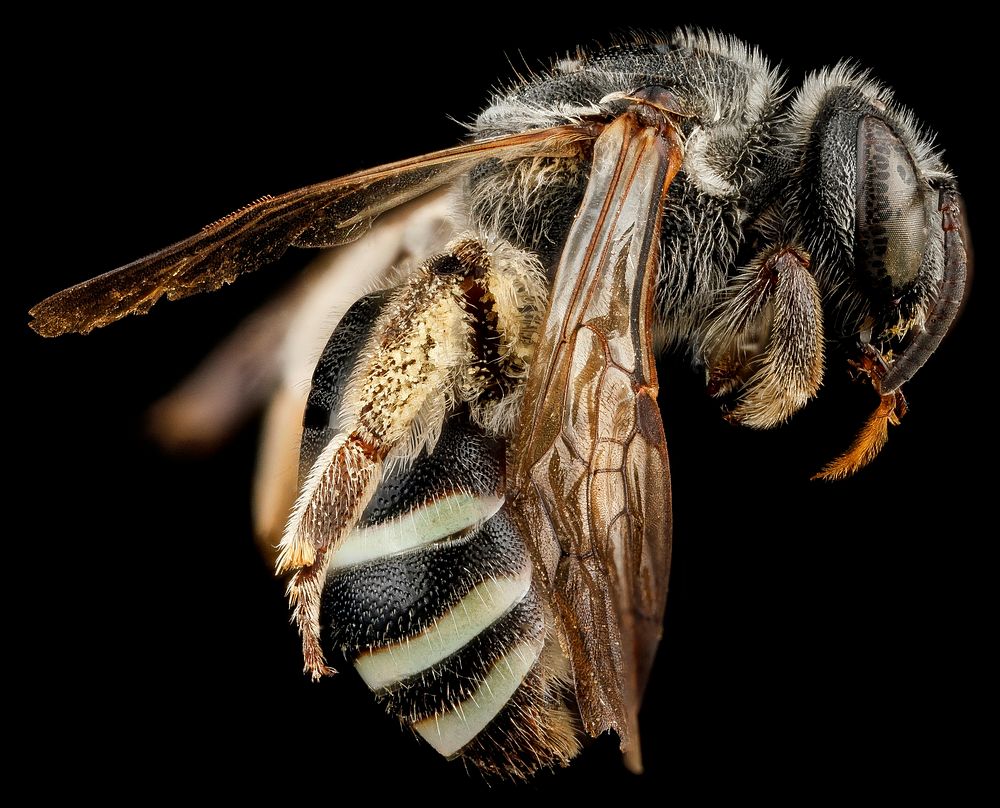 Nomia universitatis, F, side, South Dakota, Pennington County